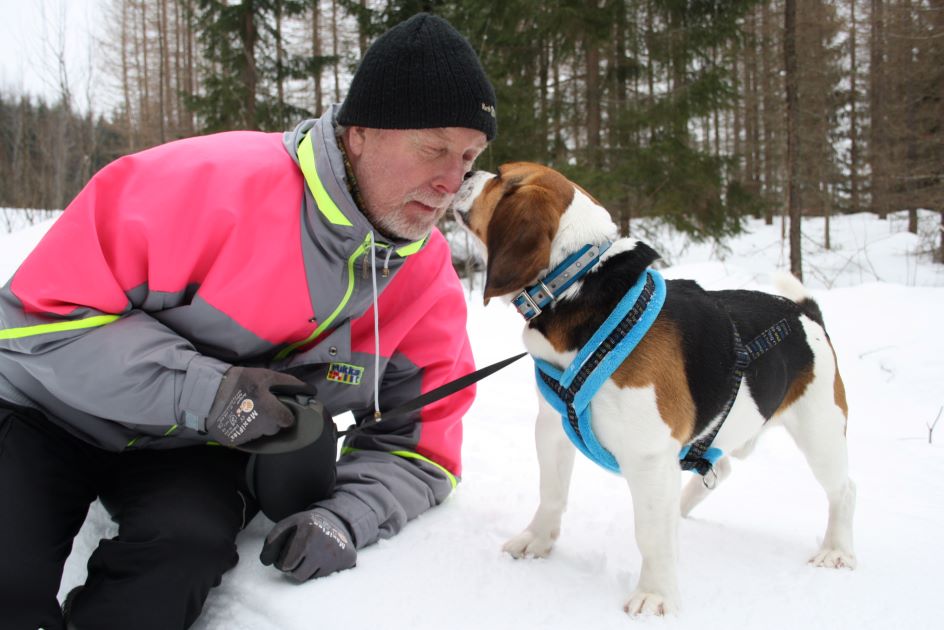 Mies istuu ulkona lumessa ja beagle-koira haistelee miehen nenää.